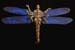 04 Shedragonfly